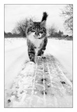 весенняя котофота (114кб)