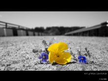 flower on the road... (218кб)
