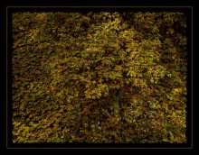 Дерево (255кб)