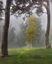 Береза и сосны (140кб)