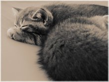 Кошачья дрема