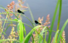 Dragonfly's (217кб)
