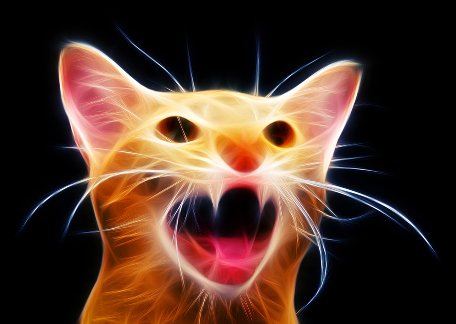 Evil cat
