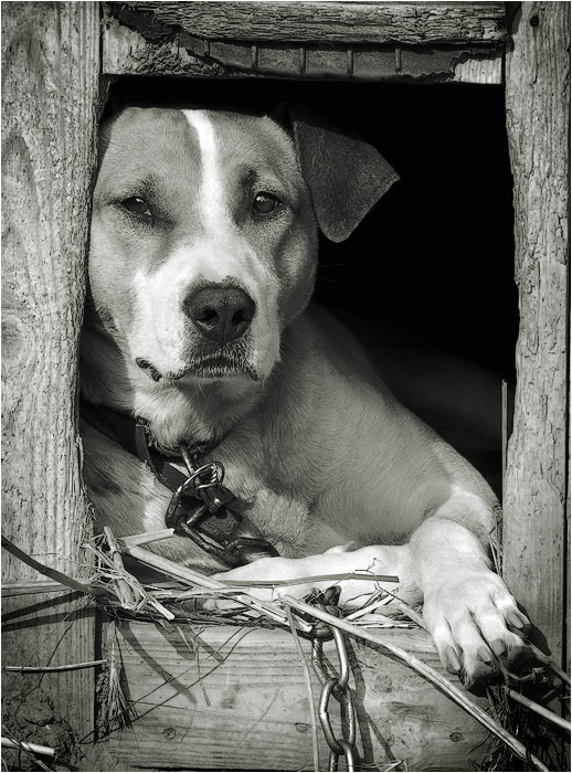 *** / dog's  life